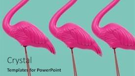  Presentation with pink blue - Presentation design enhanced with three-fake-pink-flamingos-standing background and a seafoam green colored foreground