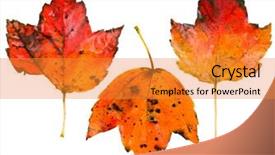  Presentation with fall leaves - Theme having dental - apples with a toothbrush isolated background and a soft green colored foreground