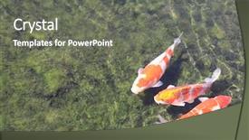  Presentation with fish pond - Audience pleasing presentation design consisting of three fancy carps koi fish backdrop and a gray colored foreground