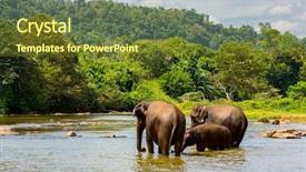  Presentation with elephants - PPT theme consisting of three fanny elephants in jungle river background and a tawny brown colored foreground