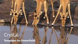  Presentation with deer - Audience pleasing slides consisting of three-female-deer-impala-drinking backdrop and a violet colored foreground