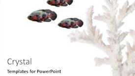  Presentation with fishes - PPT theme featuring three fishes near light coral isolated on white background background and a white colored foreground