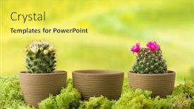  Presentation with flower pots - Cool new slides with three-flower-pots-two backdrop and a yellow colored foreground