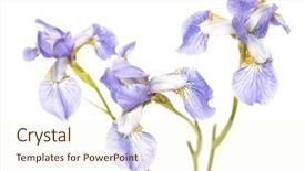  Presentation with iris - Cool new presentation theme with three flowers of blue iris isolated on white focus in centre backdrop and a cream colored foreground