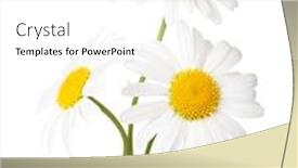  Presentation with daisy - Beautiful PPT layouts featuring three-flowers-of-chamomile-ox backdrop and a white colored foreground