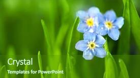  Presentation with forget - Colorful theme enhanced with three forget-me-not blue backdrop and a forest green colored foreground