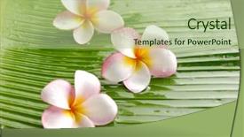  Presentation with banana - Slide deck consisting of three frangipani and banana leaf background and a mint green colored foreground