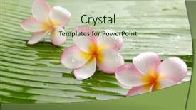  Presentation with banana - Cool new presentation theme with three frangipani on wet banana backdrop and a  colored foreground