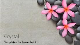  Presentation with frangipani flowers - Cool new presentation design with three frangipani spa flowers in pile black stones on gray background backdrop and a light gray colored foreground