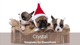  Presentation with sad dog abandoned dogs - Amazing slides having three-french-bulldog-dogs-standing backdrop and a coral colored foreground