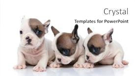  Presentation with dogs - Slide set enhanced with three-french-bulldog-dogs-turning background and a white colored foreground
