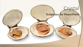  Presentation with clam - Slide set consisting of three-fresh-cooked-spisula-solida background and a lemonade colored foreground