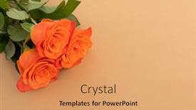  Presentation with romance - Slide set enhanced with three-fresh-orange-roses-lying background and a coral colored foreground