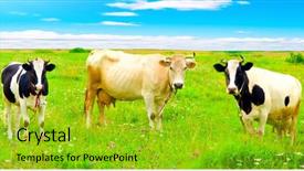  Presentation with three - Slides featuring three funny cows background and a gold colored foreground