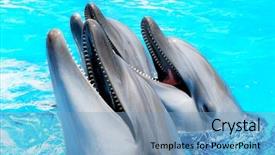  Presentation with three - Amazing slide deck having three funny dolphins backdrop and a light blue colored foreground