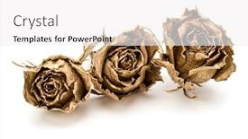  Presentation with white gold - Presentation design consisting of three gold roses isolated background and a white colored foreground