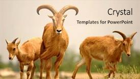  Presentation with brown and gold - PPT theme consisting of three golden-brown mountain goat background and a  colored foreground