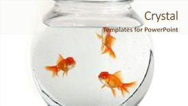  Presentation with goldfish - Presentation design with three goldfish swimming in a bowl background and a sky blue colored foreground