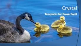  Presentation with mom - Amazing slide deck having three-goslings-with-mom-goose backdrop and a teal colored foreground