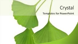  Presentation with green leaves - PPT theme featuring three green ginkgo biloba leaves background and a soft green colored foreground