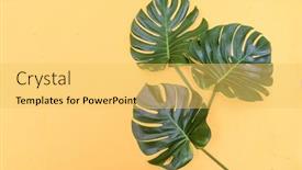  Presentation with green leaf - Cool new slide deck with three-green-leaf-monstera-leaves backdrop and a yellow colored foreground