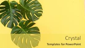  Presentation with green leaf - Beautiful slide deck featuring three-green-leaf-monstera-leaves backdrop and a yellow colored foreground