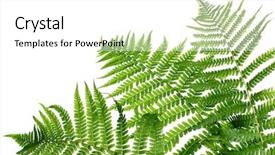  Presentation with fern - Amazing slides having three green leaves of fern backdrop and a white colored foreground