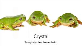  Presentation with frogs - Presentation theme featuring three green tree frogs litoria caerula in a row on white background and a white colored foreground