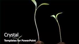  Presentation with young plant - Theme consisting of three green young plant life background and a black colored foreground