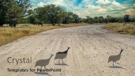  Presentation with liger fast - Presentation design consisting of three-guineafowl-birds-crossing-fast background and a mint green colored foreground