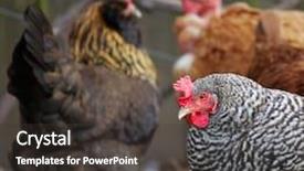  Presentation with black gold - Cool new PPT layouts with three hens with one black backdrop and a  colored foreground