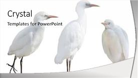  Presentation with three - Presentation theme enhanced with three herons isolated on white background and a  colored foreground