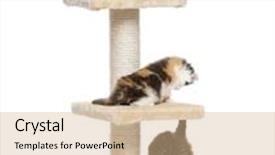  Presentation with fold - PPT layouts consisting of three highland fold or straight kittens playing on a cat tree isolated on white background and a soft green colored foreground