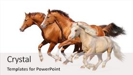  Presentation with white horse - Slides enhanced with three horses gallop - isolated background and a lemonade colored foreground
