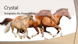  Presentation with horses - Presentation theme enhanced with galloping - three horses gallop - isolated background and a lemonade colored foreground