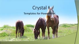  Presentation with horses - Slide deck having three horses grazing on meadow background and a light blue colored foreground