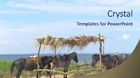  Presentation with horses - Audience pleasing presentation theme consisting of three horses have a rest under a shed backdrop and a sky blue colored foreground