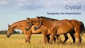  Presentation with horses - Amazing presentation theme having three-horses-in-field backdrop and a lemonade colored foreground