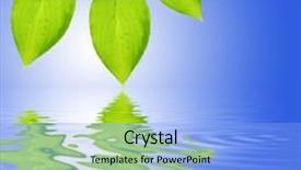  Presentation with glow - Presentation featuring three hosta leaves reflected over rippled water and set against a sky blue background with a white central glow background and a light blue colored foreground