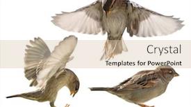  Presentation with white house - Audience pleasing PPT theme consisting of three-house-sparrows-isolated backdrop and a lemonade colored foreground