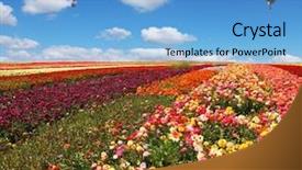  Presentation with export - Audience pleasing presentation theme consisting of three huge balloons flying backdrop and a light blue colored foreground