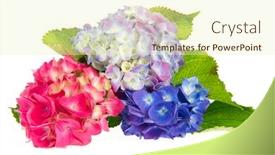  Presentation with white hydrangea - Slides enhanced with three hydrangea flowers in pink and blue isolated over white background background and a soft green colored foreground