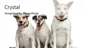  Presentation with hydraulic press bottle jack - Cool new slide deck with three jack russell terrier sitting backdrop and a white colored foreground