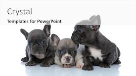  Presentation with joyful - Audience pleasing PPT theme consisting of three-joyful-french-bulldog-puppies backdrop and a white colored foreground