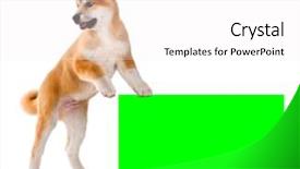  Presentation with green screen - Audience pleasing presentation design consisting of three keys - akita inu purebred puppy dog backdrop and a white colored foreground
