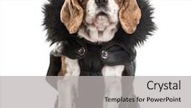  Presentation with three king - Audience pleasing slide set consisting of three kings - cavalier king charles dog 3 backdrop and a light gray colored foreground