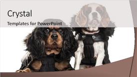  Presentation with three king - PPT theme having three kings - cavalier king charles spaniels 3 background and a light gray colored foreground