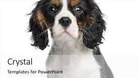  Presentation with three king - Presentation theme enhanced with three kings - close-up of a cavalier king background and a white colored foreground