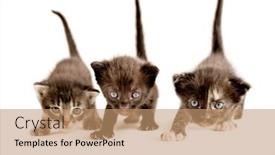  Presentation with cats - Beautiful theme featuring three-kittens-are-playing-3 backdrop and a coral colored foreground