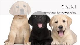  Presentation with three trees story - Slide set enhanced with three labrador puppies 7 weeks background and a white colored foreground